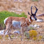 top pronghorn hunting tips