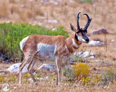 top pronghorn hunting tips