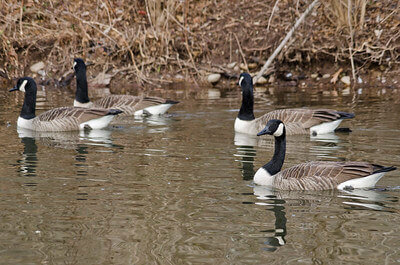 top snow goose hunting tips