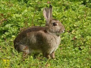 beginner rabbit hunting tips