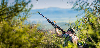 best dove hunting tips for beginners