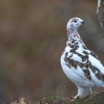 best grouse hunting tips