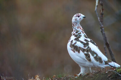 best grouse hunting tips