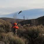 best pheasant hunting tips