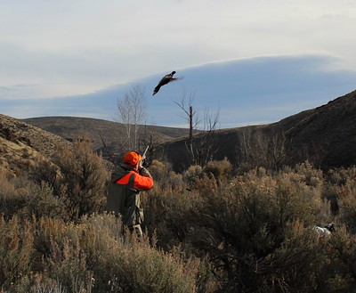 best pheasant hunting tips