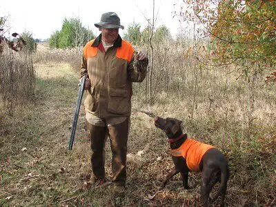 best quail hunting tips