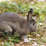 best rabbit hunting tips for beginners