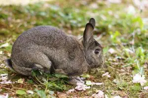 best rabbit hunting tips for beginners
