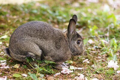 best rabbit hunting tips for beginners