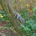 best squirrel hunting tips