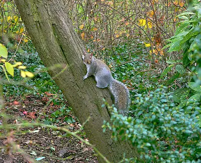 best squirrel hunting tips