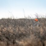 bobwhite quail hunting tips