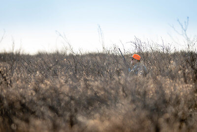 bobwhite quail hunting tips