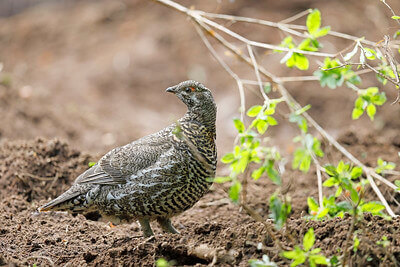 grouse hunting tips