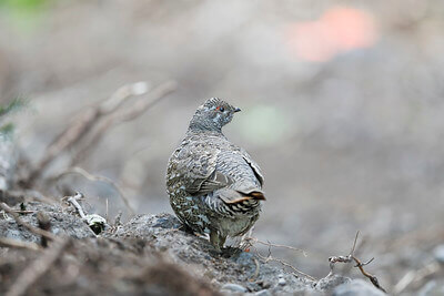 grouse hunting