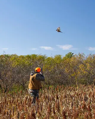 pheasant hunting tips and tricks