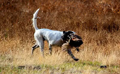 pheasant hunting tips for beginners