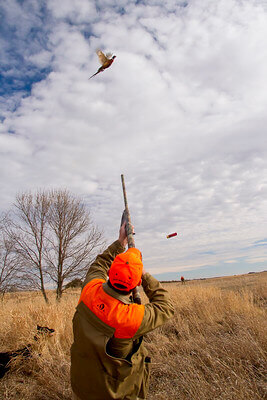 pheasant hunting tips