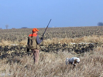 quail hunting tips