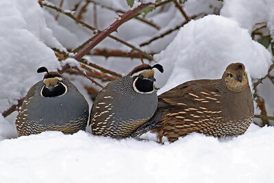 quail hunting