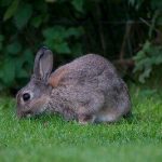 rabbit hunting tips without dogs