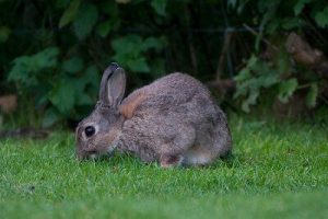 rabbit hunting tips without dogs