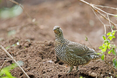 ruffed grouse hunting tips for beginners