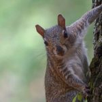 squirrel hunting tips and tricks
