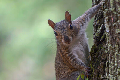 squirrel hunting tips and tricks