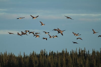 44 Best Goose Hunting Tips
