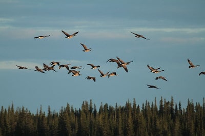 best goose hunting tips