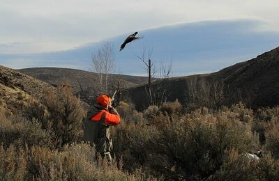 best pheasant hunting tips