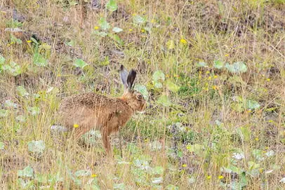 best rabbit hunting tips