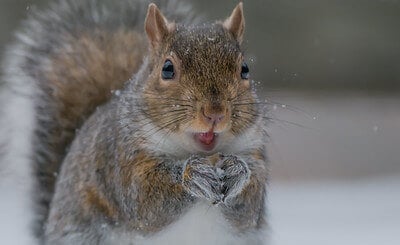 fox squirrel hunting tips