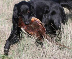how to train a hunting dog for deer