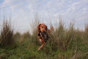 how to train your hunting dog