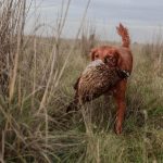 hunting dog training schedule