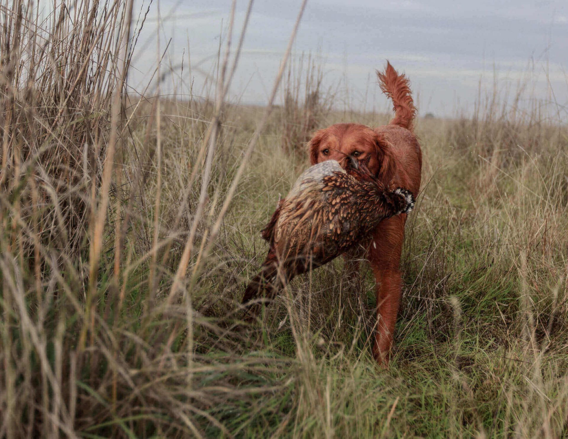 hunting dog training schedule