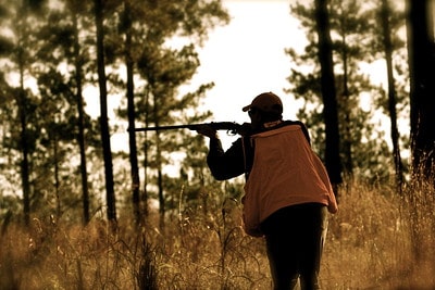 quail hunting tips for beginners