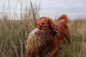 train your dog to hunt