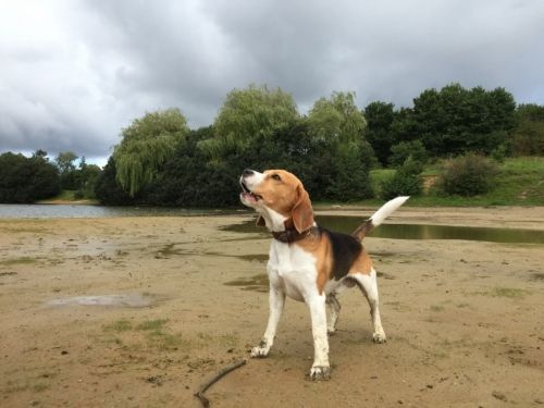 American Foxhound