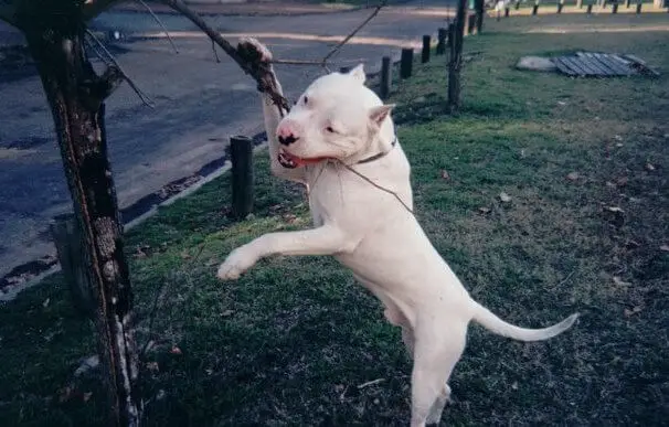 Dogo Argentino