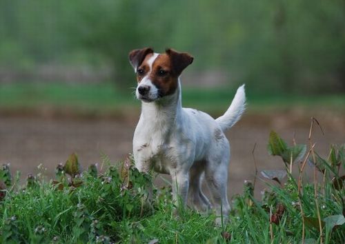 Jack Russel Terrier