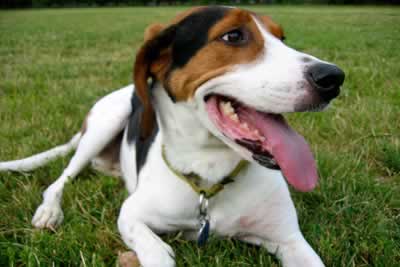 Treeing Walker Hound