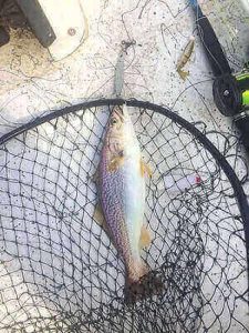 Beginner Weakfish Fishing