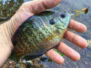 Bluegill Fishing Ideas For Beginners