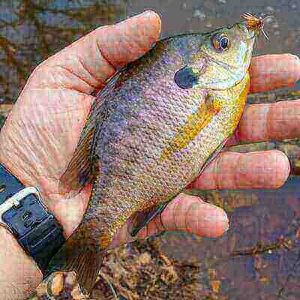 Bluegill Fishing Tricks For Beginners