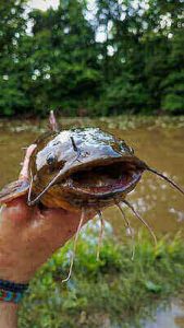 Bullhead Fishing Ideas