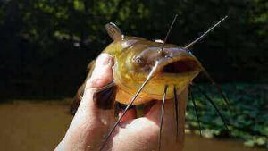 Bullhead Fishing Tips For Beginners