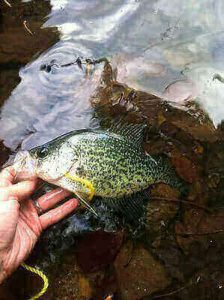 Crappie Fishing Tricks